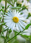 THE PICTON GARDEN AND OLD COURT NURSERIES, WORCESTERSHIRE: CLOSE UP PORTRAIT OF WHITE FLOWERS OF ASTER NOVI BELGII SAM BANHAM. FALL, FLOWERING, BLOOMING, PERENNIALS