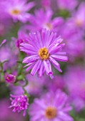 THE PICTON GARDEN AND OLD COURT NURSERIES, WORCESTERSHIRE: CLOSE UP PORTRAIT OF PINK FLOWERS OF ASTER NOVI BELGII AUTUMN ROSE. FALL, FLOWERING, BLOOMING, PERENNIALS