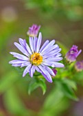 THE PICTON GARDEN AND OLD COURT NURSERIES, WORCESTERSHIRE: CLOSE UP PORTRAIT OF BLUE FLOWERS OF SYMPHYOTRICHUM, ASTER NOVI BLUE GOWN. FALL, FLOWERING