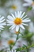 THE PICTON GARDEN AND OLD COURT NURSERIES, WORCESTERSHIRE: CLOSE UP PORTRAIT OF WHITE FLOWERS OF ASTER STEINBERG. FALL, FLOWERING, BLOOMING, PERENNIALS