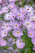 THE PICTON GARDEN AND OLD COURT NURSERIES, WORCESTERSHIRE: CLOSE UP PORTRAIT OF PINK FLOWERS OF ASTER JESSICA JONES. FALL, FLOWERING, BLOOMING, PERENNIALS