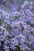 THE PICTON GARDEN AND OLD COURT NURSERIES, WORCESTERSHIRE: CLOSE UP PORTRAIT OF BLUE FLOWERS OF ASTER CHIEFTAIN. FALL, FLOWERING, BLOOMING, PERENNIALS