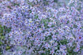 THE PICTON GARDEN AND OLD COURT NURSERIES, WORCESTERSHIRE: CLOSE UP PORTRAIT OF BLUE FLOWERS OF ASTER CHIEFTAIN. FALL, FLOWERING, BLOOMING, PERENNIALS