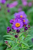 THE PICTON GARDEN AND OLD COURT NURSERIES, WORCESTERSHIRE: ASTER, SYMPHYOTRICHUM NOVAE ANGLIAE JAMES, PERENNIALS, BLOOMS, FALL, AUTUMN