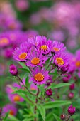 THE PICTON GARDEN AND OLD COURT NURSERIES, WORCESTERSHIRE: ASTER, SYMPHYOTRICHUM NOVAE ANGLIAE ANDENKEN AN PAUL GERBERS, PERENNIALS, BLOOMS, FALL, AUTUMN