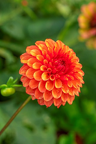 THE_PICTON_GARDEN_AND_OLD_COURT_NURSERIES_WORCESTERSHIRE_PLANT_PORTRAIT_OF_ORANGE_FLOWERS_OF_DAHLIA_