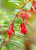 THE PICTON GARDEN AND OLD COURT NURSERIES, WORCESTERSHIRE: RED FLOWERS OF FUCHSIA MAGELLANICA VAR. PUMILA. SHRUBS, DECIDUOUS, BLOOMS, AUTUMN, FALL
