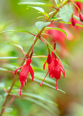 THE_PICTON_GARDEN_AND_OLD_COURT_NURSERIES_WORCESTERSHIRE_RED_FLOWERS_OF_FUCHSIA_MAGELLANICA_VAR_PUMI