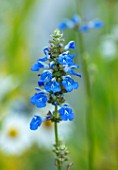 THE PICTON GARDEN AND OLD COURT NURSERIES, WORCESTERSHIRE: PLANT PORTRAIT OF PALE BLUE FLOWERS OF SALVIA ULIGINOSA. LATE, FLOWERING, PERENNIALS, SAGES