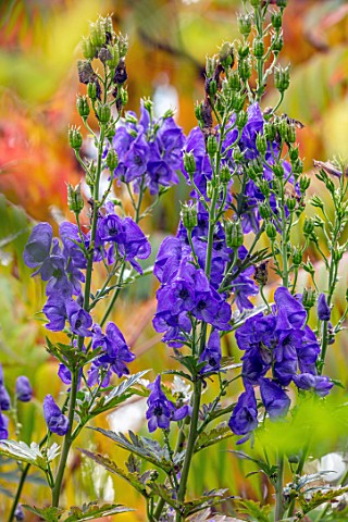 THE_PICTON_GARDEN_AND_OLD_COURT_NURSERIES_WORCESTERSHIRE_BLUE_PURPLE_FLOWERS_OF_ACONITUM_CARMICHAELI