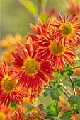HILL CLOSE GARDENS, WARWICK: CLOSE UP OF RED, ORANGE FLOWERS OF CHRYSANTHEMUM COTTAGE BRONZE. PERENNIALS, FLOWERS, BLOOMS, BEDDING, AUTUMN, FALL, HARDY