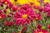 HILL CLOSE GARDENS, WARWICK: CLOSE UP OF PINK, RED FLOWERS OF CHRYSANTHEMUM ROSE MADDER. PERENNIALS, BLOOMS, BEDDING, AUTUMN, FALL, HARDY