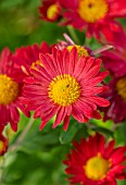 HILL CLOSE GARDENS, WARWICK: CLOSE UP OF YELLOW, RED FLOWERS OF CHRYSANTHEMUM BELLE. PERENNIALS, BLOOMS, BEDDING, AUTUMN, FALL, HARDY