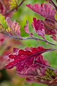 HILL CLOSE GARDENS, WARWICK: CLOSE UP OF RED LEAVES, FOLIAGE OF CHRYSANTHEMUM EMPEROR OF CHINA. PERENNIALS, BLOOMS, BEDDING, AUTUMN, FALL, HARDY