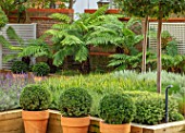 DESIGNER ANTHONY PAUL: SMALL, TOWN, FORMAL, LONDON, WALLS, TRELLIS, RAISED, BEDS, BOX BALLS IN CONTAINERS, TREE FERNS, DICKSONIA ANTARCTICA, GREEN