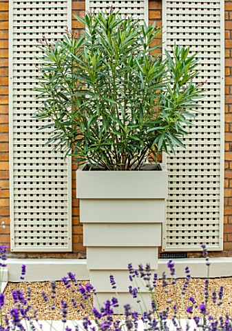 DESIGNER_ANTHONY_PAUL_SMALL_TOWN_FORMAL_LONDON_WALLS_TRELLIS_GRAVEL_CONTAINER_OLEANDER