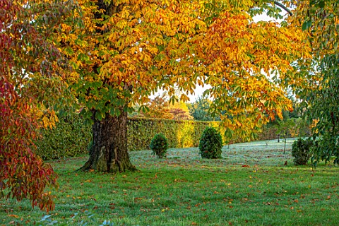 MORTON_HALL_GARDENS_WORCESTERSHIRE_WHITE_HORSE_CHESTNUT_IN_THE_PARK_SUNRISE_ENGLISH_COUNTRY_GARDENS_