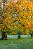 MORTON HALL GARDENS, WORCESTERSHIRE: WHITE HORSE CHESTNUT IN THE PARK, SUNRISE, ENGLISH, COUNTRY, GARDENS, LEAVES, FOLIAGE, FALL, AUTUMN