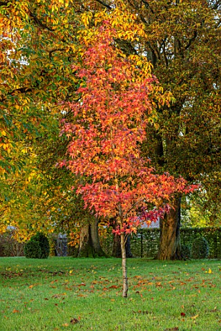 MORTON_HALL_GARDENS_WORCESTERSHIRE_AUTUMN_COLOUR_IN_THE_PARK_WITH_RED_FOLIAGE_OF_LIQUIDAMBAR_STYRACI
