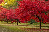 THORP PERROW ARBORETUM, YORKSHIRE: RED LEAVES, FOLIAGE OF MAPLES IN AUTUMN, FALL, TREES, ACERS, ACER PALMATUM OZAKAZUKI
