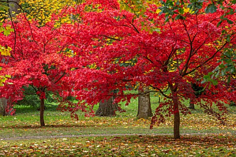 THORP_PERROW_ARBORETUM_YORKSHIRE_RED_LEAVES_FOLIAGE_OF_MAPLES_IN_AUTUMN_FALL_TREES_ACERS_ACER_PALMAT