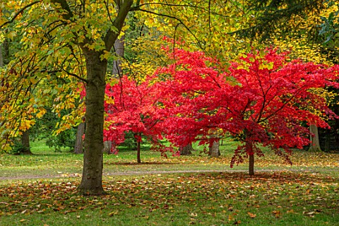 THORP_PERROW_ARBORETUM_YORKSHIRE_RED_LEAVES_FOLIAGE_OF_MAPLES_IN_AUTUMN_FALL_TREES_ACERS_ACER_PALMAT