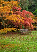 THORP PERROW ARBORETUM, YORKSHIRE: WOODEN BENCH, SEAT, RED, ORANGE LEAVES, FOLIAGE OF MAPLES IN AUTUMN, FALL, TREES, ACERS, ACER PALMATUM