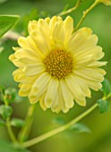 NORWELL NURSERIES, NOTTINGHAMSHIRE: CLOSE UP PORTRAIT OF THE YELLOW FLOWERS OF HARDY CHRYSANTHEMUM COTTAGE LEMON, PERENNIALS, FALL, BLOOMS