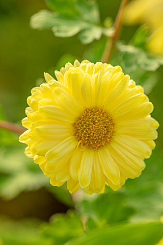 NORWELL_NURSERIES_NOTTINGHAMSHIRE_CLOSE_UP_PORTRAIT_OF_THE_YELLOW_FLOWERS_OF_HARDY_CHRYSANTHEMUM_COT