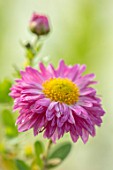 NORWELL NURSERIES, NOTTINGHAMSHIRE: CLOSE UP PORTRAIT OF THE PINK FLOWERS OF HARDY CHRYSANTHEMUM ALISONS DAD, PERENNIALS, FALL, BLOOMS