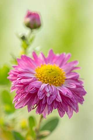 NORWELL_NURSERIES_NOTTINGHAMSHIRE_CLOSE_UP_PORTRAIT_OF_THE_PINK_FLOWERS_OF_HARDY_CHRYSANTHEMUM_ALISO
