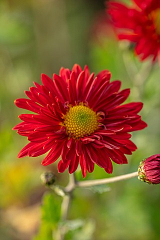 NORWELL_NURSERIES_NOTTINGHAMSHIRE_CLOSE_UP_PORTRAIT_OF_THE_RED_FLOWERS_OF_HARDY_CHRYSANTHEMUM_EDMUND