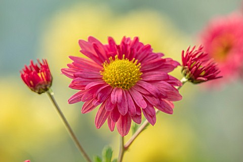 NORWELL_NURSERIES_NOTTINGHAMSHIRE_CLOSE_UP_PORTRAIT_OF_THE_PINK_FLOWERS_OF_HARDY_CHRYSANTHEMUM_DULWI