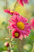 NORWELL NURSERIES, NOTTINGHAMSHIRE: CLOSE UP PORTRAIT OF THE PINK FLOWERS OF HARDY CHRYSANTHEMUM DULWICH PINK, PERENNIALS, FALL, BLOOMS