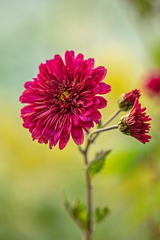 NORWELL_NURSERIES_NOTTINGHAMSHIRE_CLOSE_UP_PORTRAIT_OF_THE_PINK_RED_FLOWERS_OF_HARDY_CHRYSANTHEMUM_R