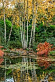 MORTON HALL, WORCESTERSHIRE: AUTUMN, FALL: STROLL GARDEN, LOWER POND, POOL, WATER, REFLECTED, REFLECTIONS, BIRCHES, BIRCH TREES, WHITE BARK, TRUNKS