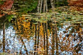 MORTON HALL, WORCESTERSHIRE: AUTUMN, FALL: STROLL GARDEN, LOWER POND, POOL, WATER, REFLECTED, REFLECTIONS, BIRCHES, TREES, TRUNKS