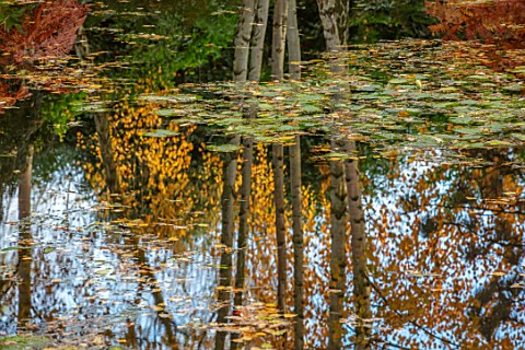 MORTON_HALL_WORCESTERSHIRE_AUTUMN_FALL_STROLL_GARDEN_LOWER_POND_POOL_WATER_REFLECTED_REFLECTIONS_BIR