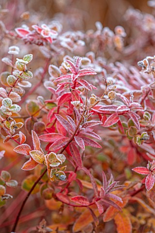 THE_OLD__RECTORY_QUINTON_NORTHAMPTONSHIRE_FROSTED_LEAVES_OF_EUPHORBIA_WALLICHII_FOLIAGE_PERENNIALS_S