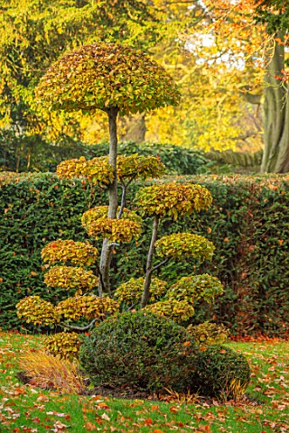 THE_OLD__RECTORY_QUINTON_NORTHAMPTONSHIRE_FALL_AUTUMN_CLIPPED_TOPIARY_CARPINUS_BETULUS_COMMON_HORNBE