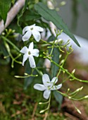 DAYLESFORD ORGANIC, GLOUCESTERSHIRE: CLOSE UP PORTRAIT OF WHITE FLOWERS OF JASMINUM OFFICINALE, WINTER, CHRISTMAS, SCENT, SCENTED, FRAGRANT, CLIMBERS