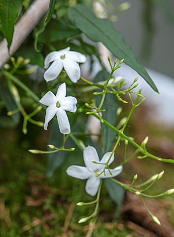 DAYLESFORD_ORGANIC_GLOUCESTERSHIRE_CLOSE_UP_PORTRAIT_OF_WHITE_FLOWERS_OF_JASMINUM_OFFICINALE_WINTER_