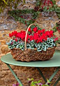 DAYLESFORD ORGANIC, GLOUCESTERSHIRE: GREEN TABLE, BASKET CONTAINER WITH RED CYCLAMEN, DECORATIONS, CHRISTMAS, WINTER, DECEMBER