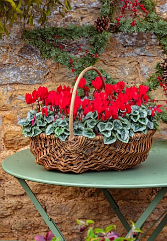 DAYLESFORD_ORGANIC_GLOUCESTERSHIRE_GREEN_TABLE_BASKET_CONTAINER_WITH_RED_CYCLAMEN_DECORATIONS_CHRIST