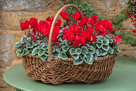 DAYLESFORD_ORGANIC_GLOUCESTERSHIRE_GREEN_TABLE_BASKET_CONTAINER_WITH_RED_CYCLAMEN_DECORATIONS_CHRIST