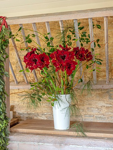 DAYLESFORD_ORGANIC_GLOUCESTERSHIRE_RED_FLOWERS_OF_AMARYLLIS_IN_WHITE_METAL_CONTAINER_BULBS_DISPLAY