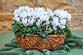 DAYLESFORD ORGANIC, GLOUCESTERSHIRE: GREEN TABLE, BASKET CONTAINER WITH WHITE CYCLAMEN, DECORATIONS, CHRISTMAS, WINTER, DECEMBER