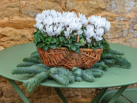 DAYLESFORD_ORGANIC_GLOUCESTERSHIRE_GREEN_TABLE_BASKET_CONTAINER_WITH_WHITE_CYCLAMEN_DECORATIONS_CHRI