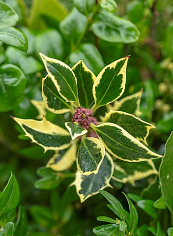 DAYLESFORD_ORGANIC_GLOUCESTERSHIRE_CLOSE_UP_OF_HOLLY