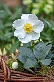 DAYLESFORD ORGANIC, GLOUCESTERSHIRE: WHITE FLOWERS OF HELLEBORUS NIGER, LENTEN ROSE, CHRISTMAS ROSE, IN BASKET, CRATE